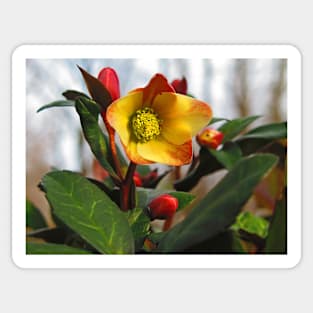 My Lenten Rose Sticker